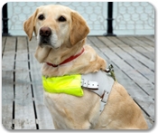 Service Dog - Disabled - Cruise Ship